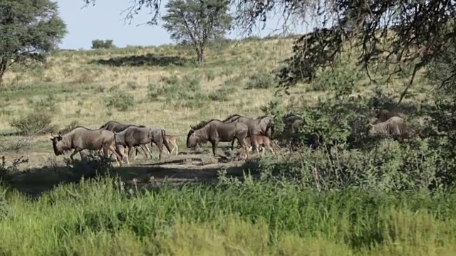 一群蓝色角马穿过草原，卡拉加迪越境公园，南非视频下载