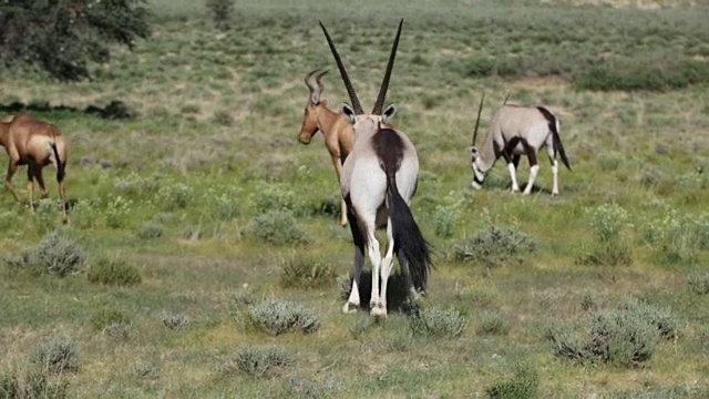 一群大羚羊在开阔的草原上吃草，卡拉加迪越境公园，南非视频素材