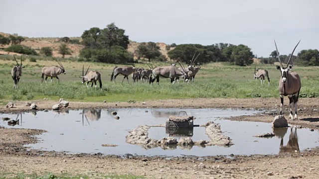 一群大羚羊在水潭，卡拉加迪越境公园，南非视频素材