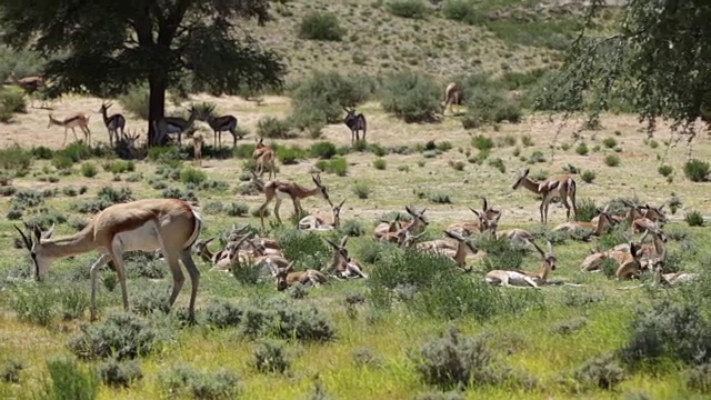 羚羊在草地上放松和躺着，Kgalagadi越境公园，南非视频下载