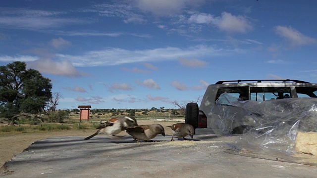 南非Kgalagadi越境公园，白眉麻雀在吃桌上的面包屑视频下载