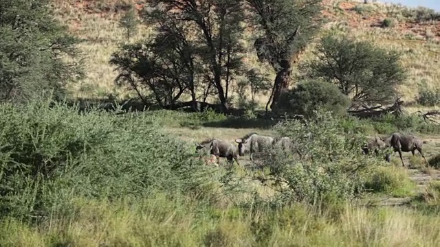 一群蓝色角马穿过草原，卡拉加迪越境公园，南非视频下载