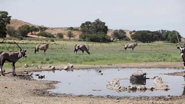 一群大羚羊在水潭，卡拉加迪越境公园，南非视频下载