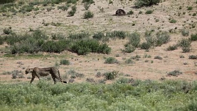 南非Kgalagadi越境公园，猎豹在开阔的草原上行走视频下载