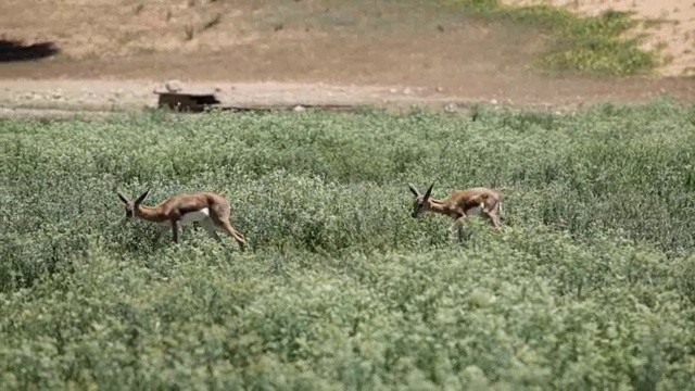 两只跳羚在开阔的草原上行走，卡拉加迪越境公园，南非视频下载