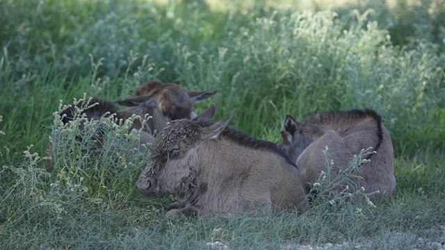南非Kgalagadi越境公园，年轻的蓝色角马躺在树荫下的草地上视频下载