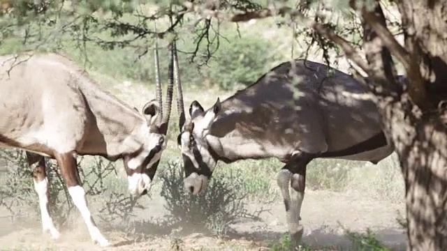 两只大羚羊在打架，卡拉加迪越境公园，南非视频下载