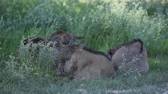 南非Kgalagadi越境公园，年轻的蓝色角马躺在树荫下的草地上视频下载
