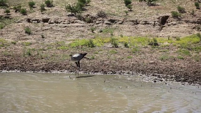 南非卡拉加迪越境公园，秘书鸟在一个水坑里饮水视频下载
