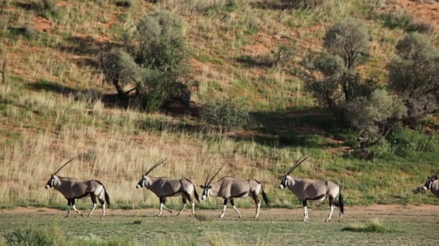 一群大羚羊穿过开阔的草原，卡拉加迪越境公园，南非视频下载
