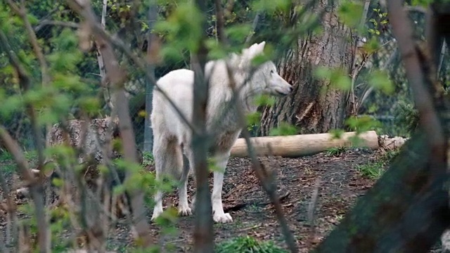 动物收容所里的白狼视频素材