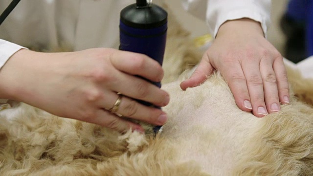技术员刮胡子的狗视频下载