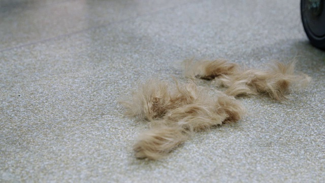 当狗被梳理的时候，头发掉在地板上视频下载