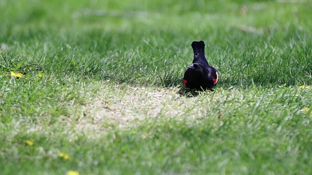 红翼黑鹂在公园里吃东西视频下载