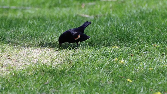 红翼鸫鸟在公园里吃东西视频下载