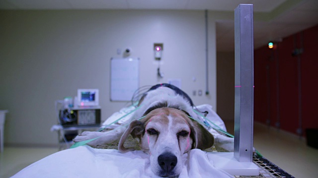 狗被饲养在桌子上进行放射治疗视频下载