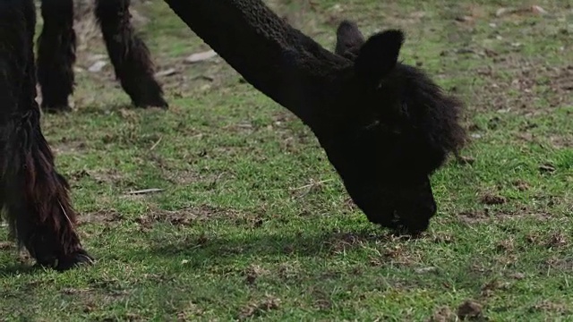 一群剃了毛的羊驼在吃草视频下载