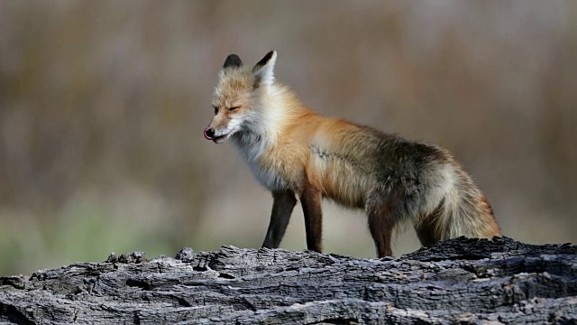 TS 4K拍摄的红狐(Vulpes Vulpes)站在原木上视频下载