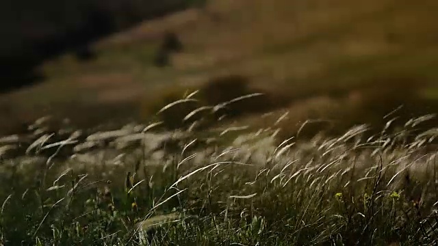 山坡上的羽毛草在风中摇曳视频下载