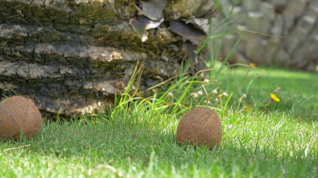 两段椰子掉在草地上的4K视频视频下载