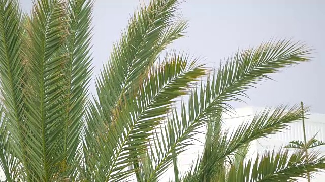 两段4K格式的棕榈树视频视频下载
