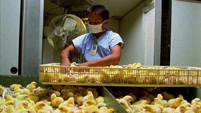 中镜头孵化场工人戴着外科口罩从大篮子里扔小鸡到箱子里/菲律宾视频素材