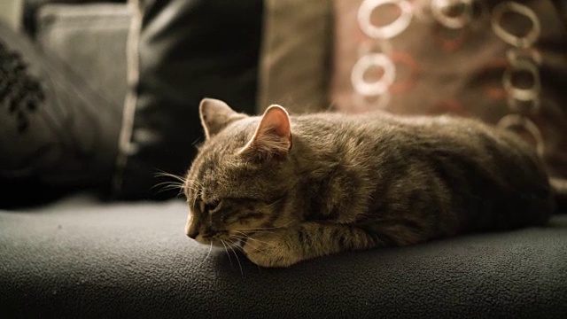 猫在沙发上休息视频素材