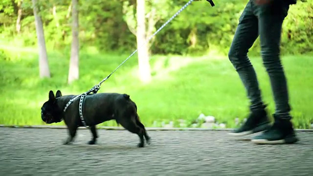 狗在散步视频下载