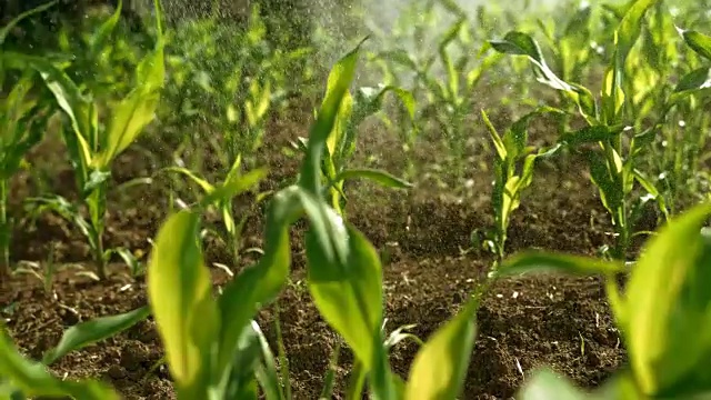 SLO MO玉米在阳光充足的地里被喷洒视频素材