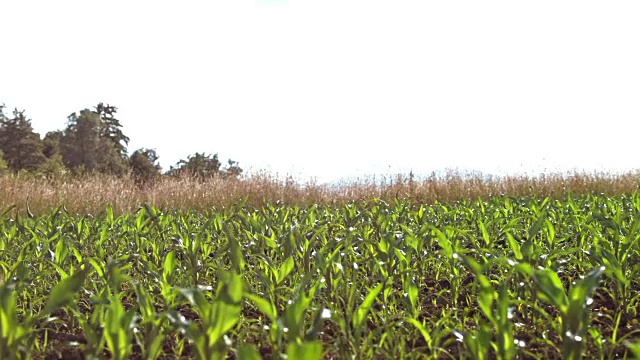 喷雾器在阳光充足的田地里喷洒玉米幼苗视频素材