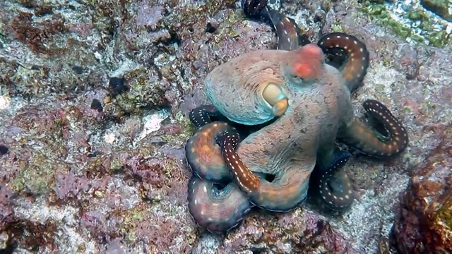 礁章鱼(蓝藻章鱼)头足类无脊椎触手水下游泳，Ko Haa群岛，安达曼海，甲米，泰国。视频下载