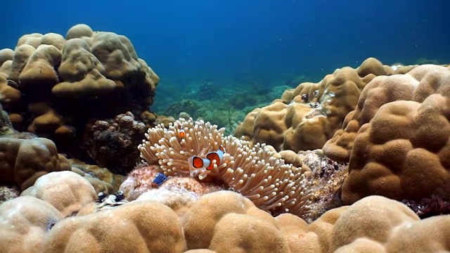 华丽的海葵与西方小丑鱼海葵。脆弱的珊瑚礁生态系统海洋环境，泰国甲米，安达曼海。视频下载