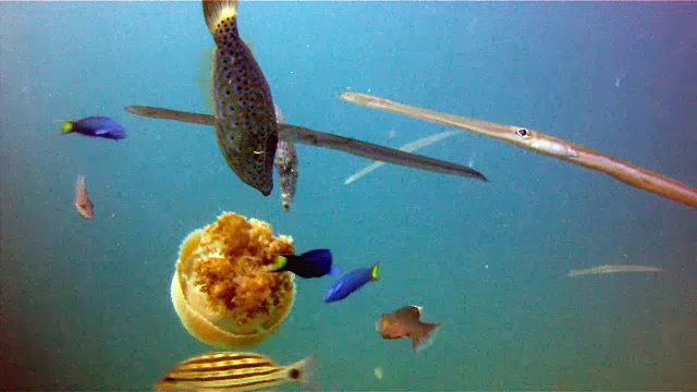 泰国甲米安达曼海常见水母(Thysanostoma thysanura)被鱼吃掉。视频下载