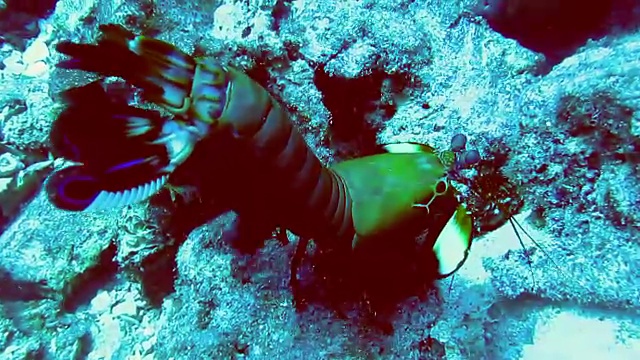 泰国甲米安达曼海珊瑚礁上的孔雀螳螂虾。视频下载