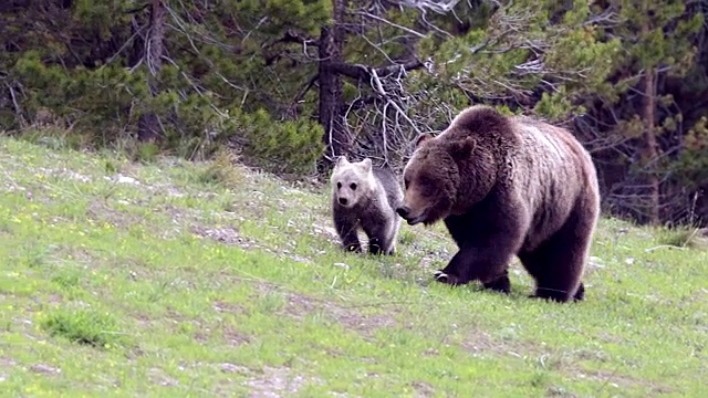 MS拍摄到一只灰熊和幼崽穿过草地进入镜头视频素材
