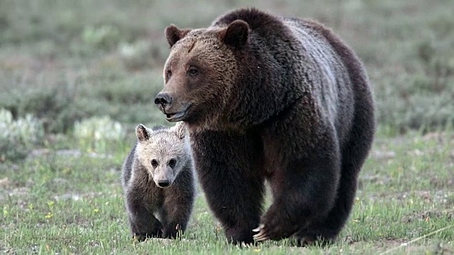 TS拍摄到一只灰熊和它的幼崽穿过草地进入镜头视频素材