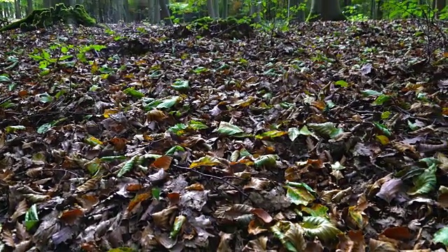 落叶的山毛榉森林，艾菲尔国家公园，北艾菲尔领土，艾菲尔地区，德国，欧洲视频素材