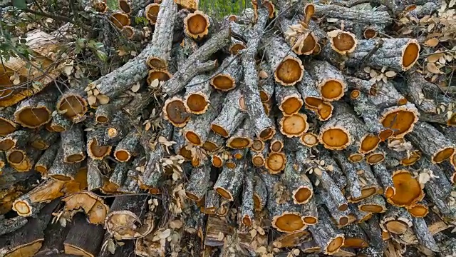 一堆软木橡树，Hortas da Saboia, Faia Brava, Côa山谷，西伊比利亚，葡萄牙，欧洲，野生的欧洲视频素材