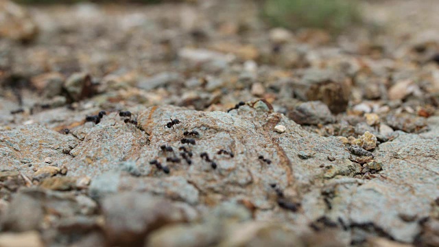 蚂蚁工作视频素材