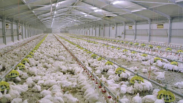 家禽农场饲养的鸡只视频下载