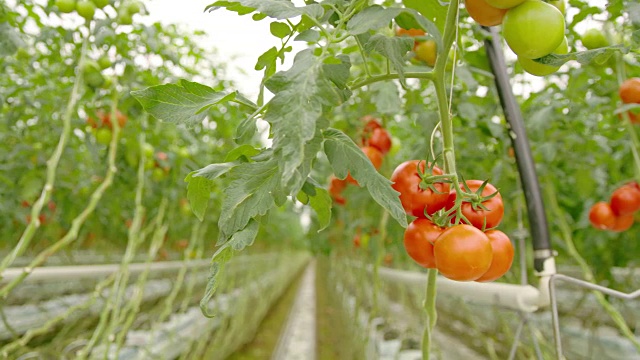 温室里的番茄视频素材