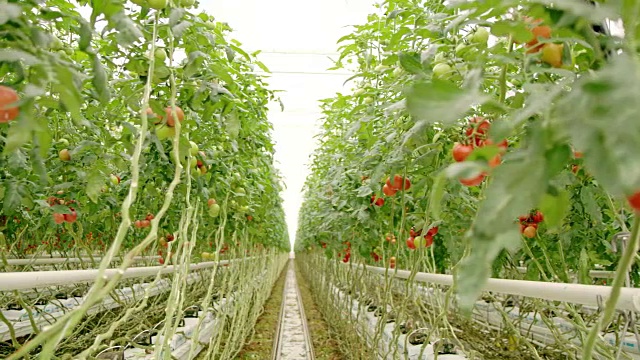 温室里满是西红柿视频素材