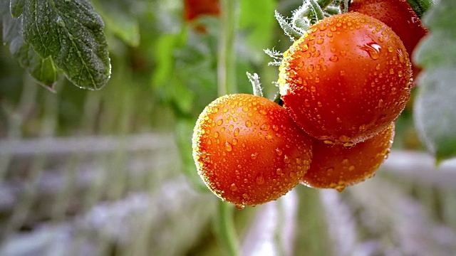 在温室里收获番茄的农民视频素材
