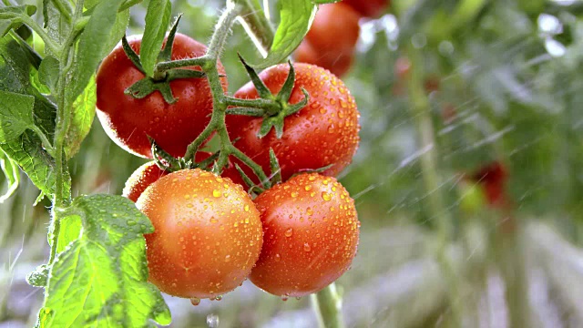 SLO MO灌溉红番茄视频素材