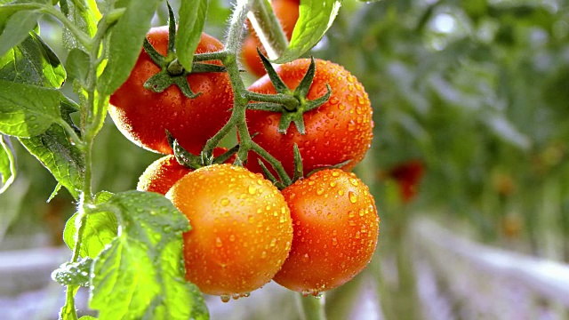 在温室里收获番茄的农民视频素材