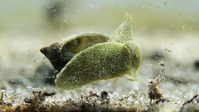 在湖底爬行的水蜗牛视频下载