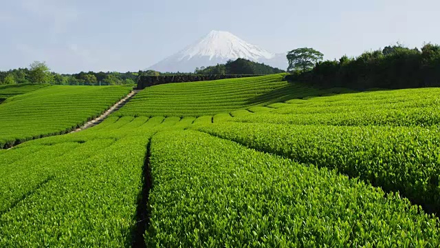 茶园和富士山视频素材