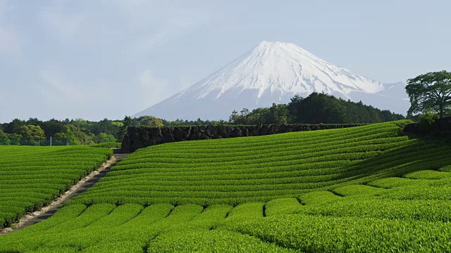 茶园和富士山视频下载