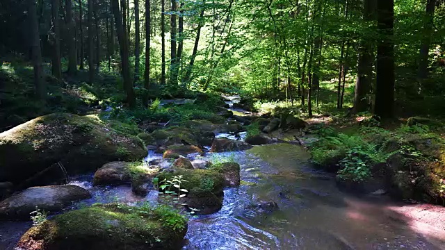 在田园诗般的春天森林里流动的岩石溪视频素材