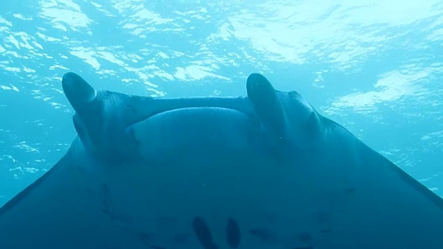 在日本冲绳县石垣岛游泳的蝠鲼视频素材